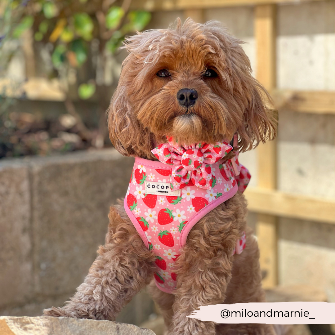 Cocopup Pupberry Fields Collar Flower