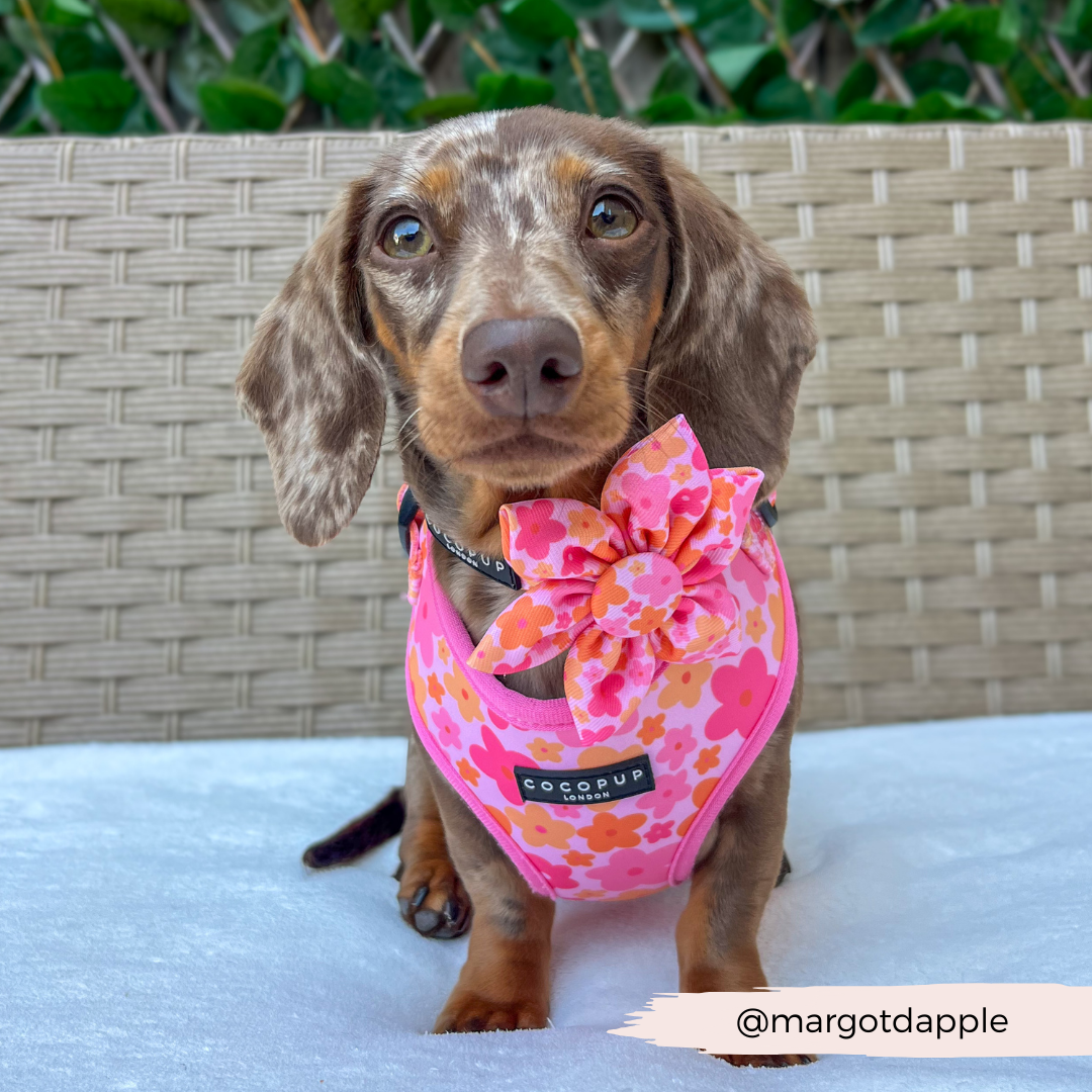 Cocopup Summer Bloom Collar Flower