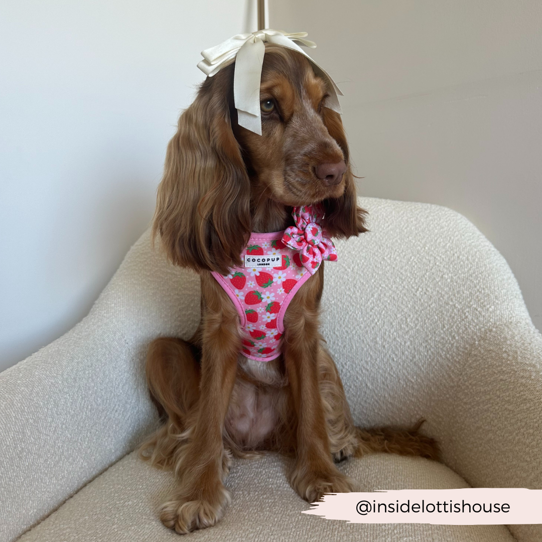 Cocopup Pupberry Fields Collar Flower