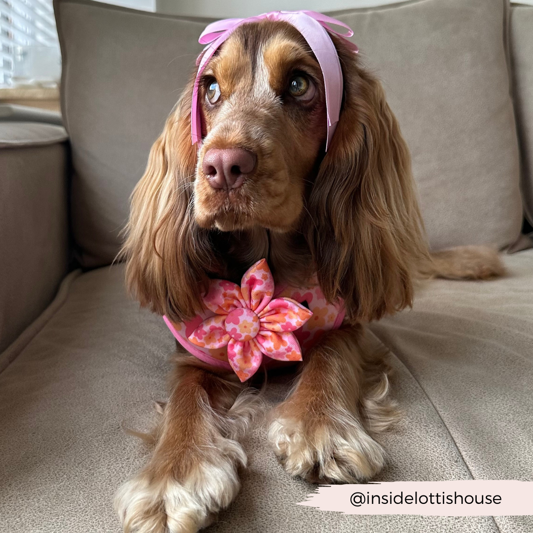 Cocopup Summer Bloom Collar Flower