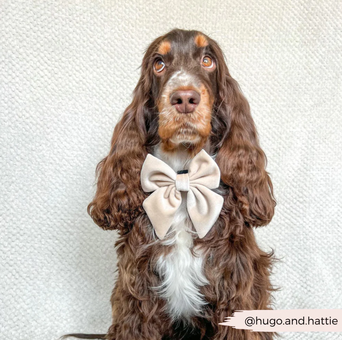 Cocopup LUXE Velvet Sailor Bow Tie - Champagne