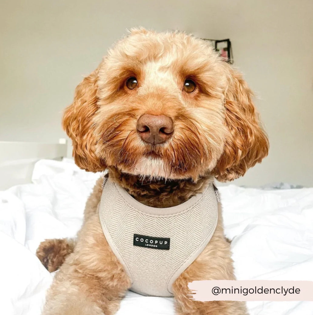 Cocopup Harness Tweed Small