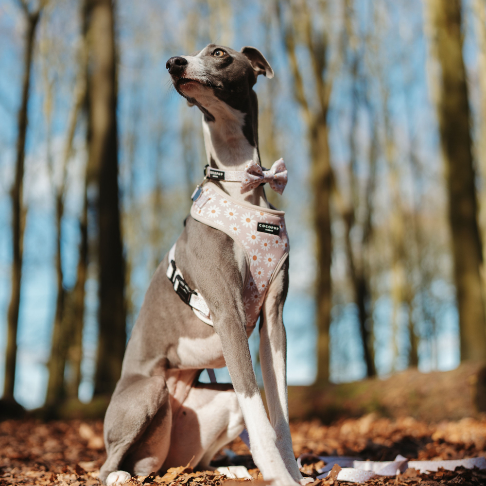 Cocopup Daisy Chain Collar: Small