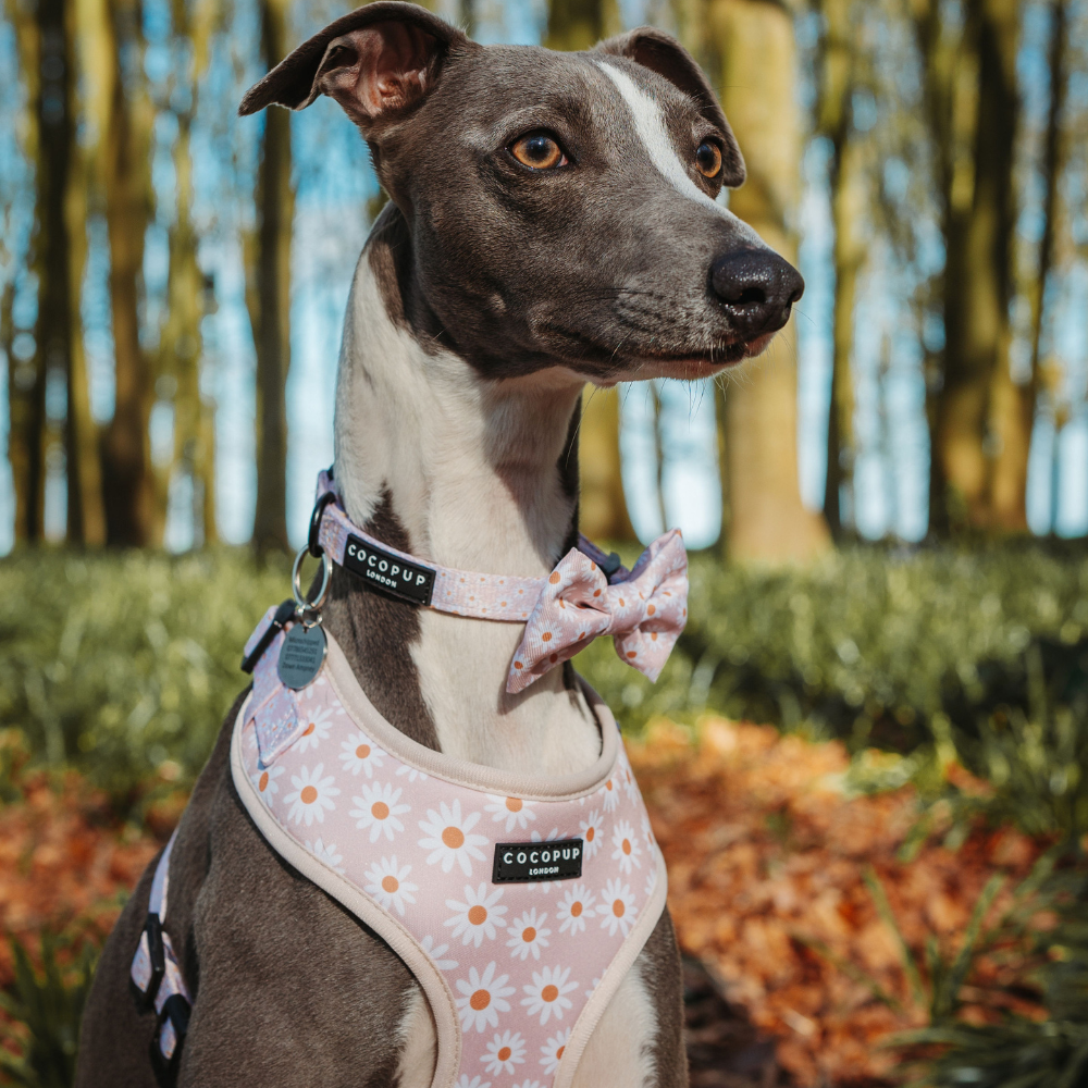 Cocopup Daisy Chain Collar: Large