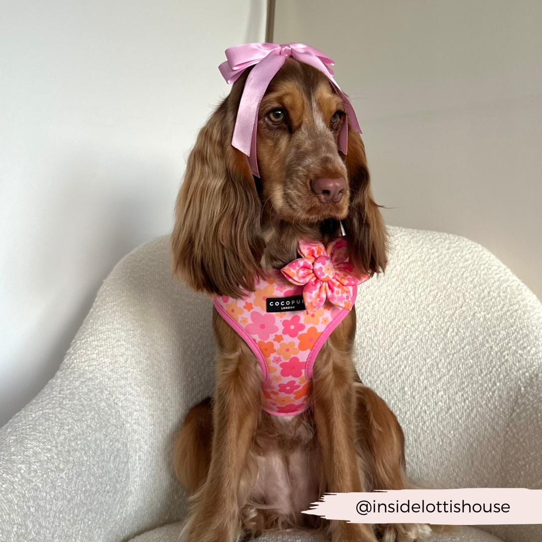 Cocopup Summer Bloom Collar Flower