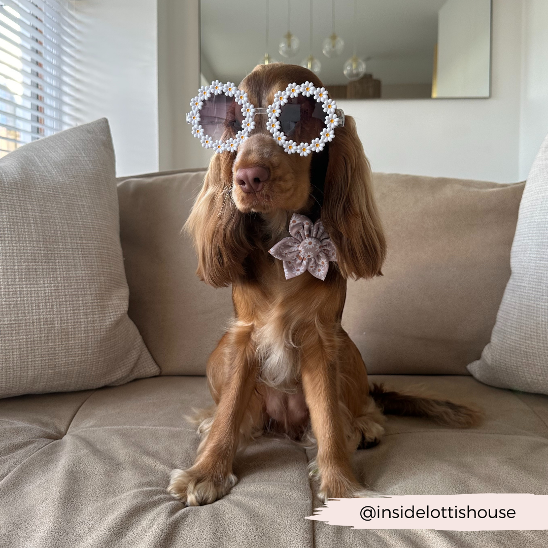 Cocopup Daisy Chain Collar Flower