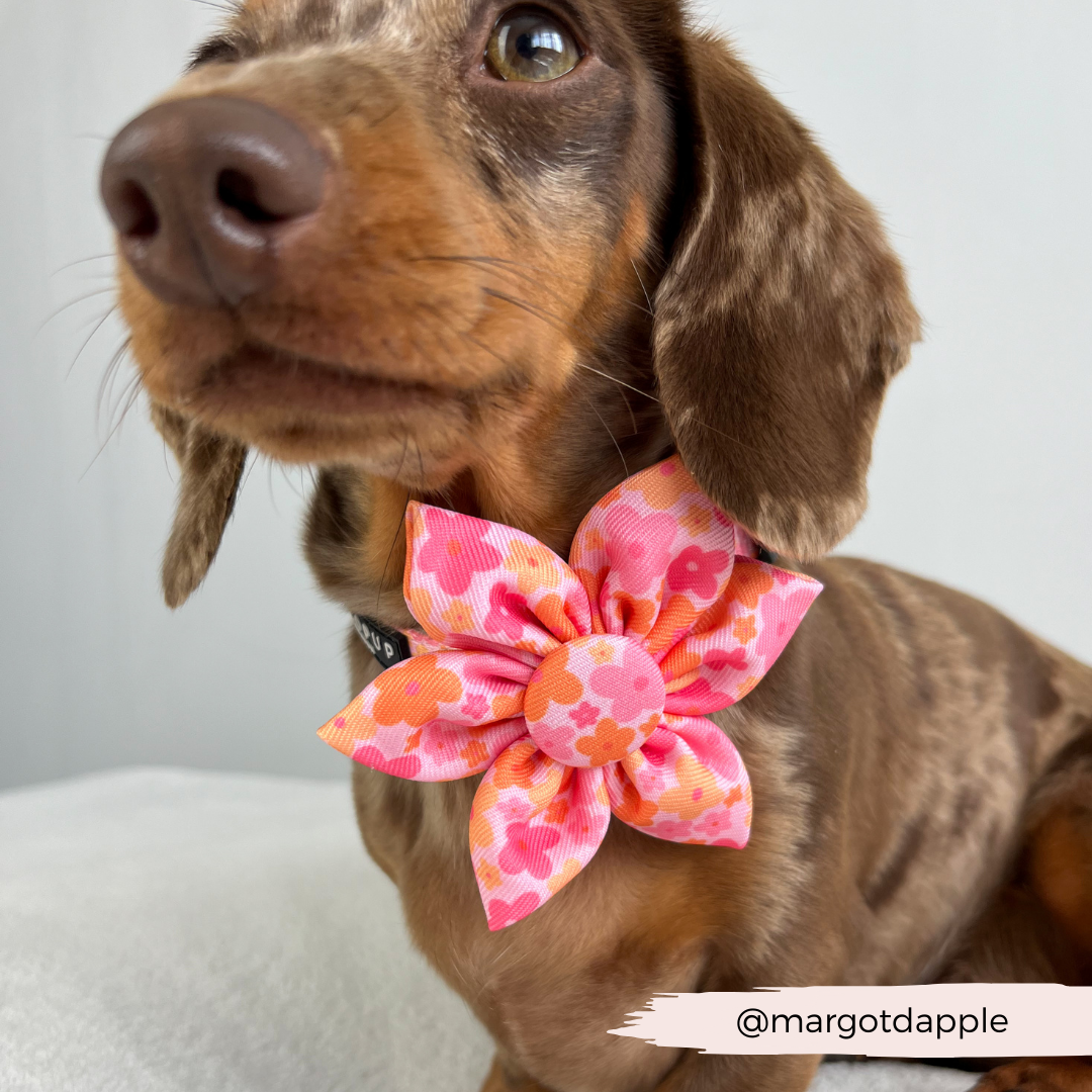 Cocopup Summer Bloom Collar Flower