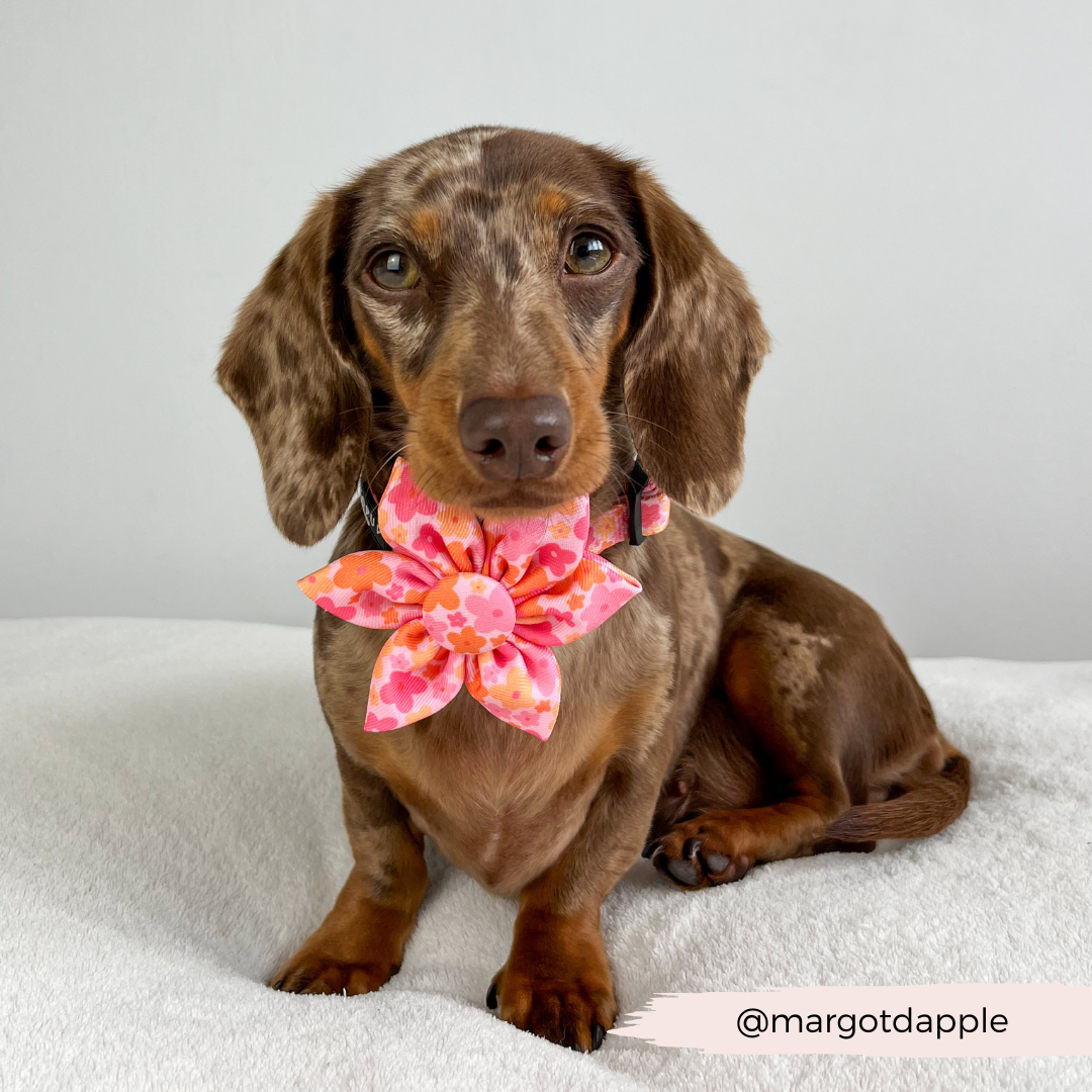 Cocopup Summer Bloom Collar Flower