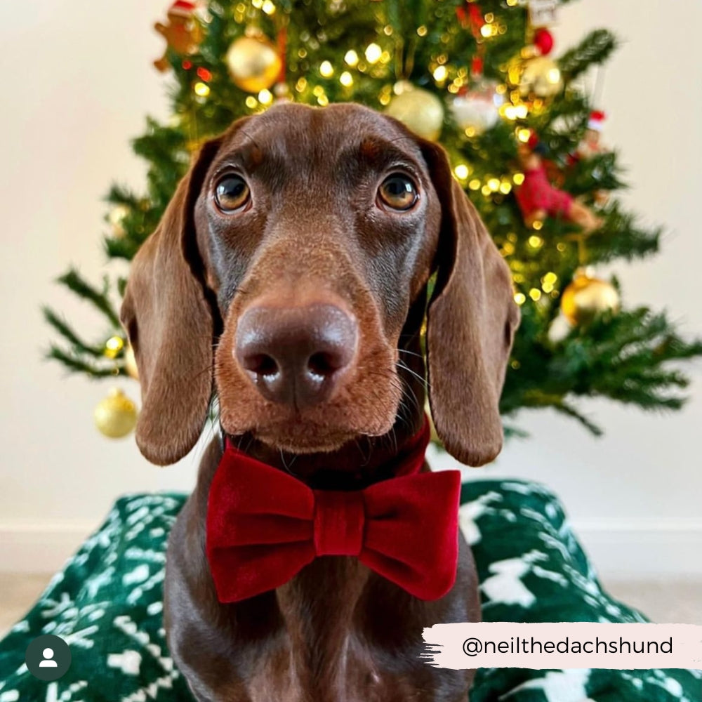 Cocopup Bow Tie Luxe Berry Red Velvet