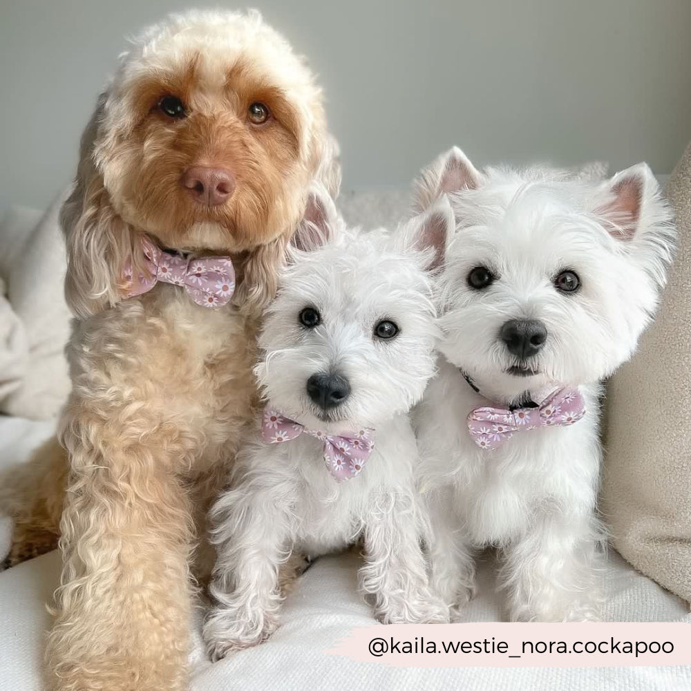 Cocopup Bow Tie Daisy Chain
