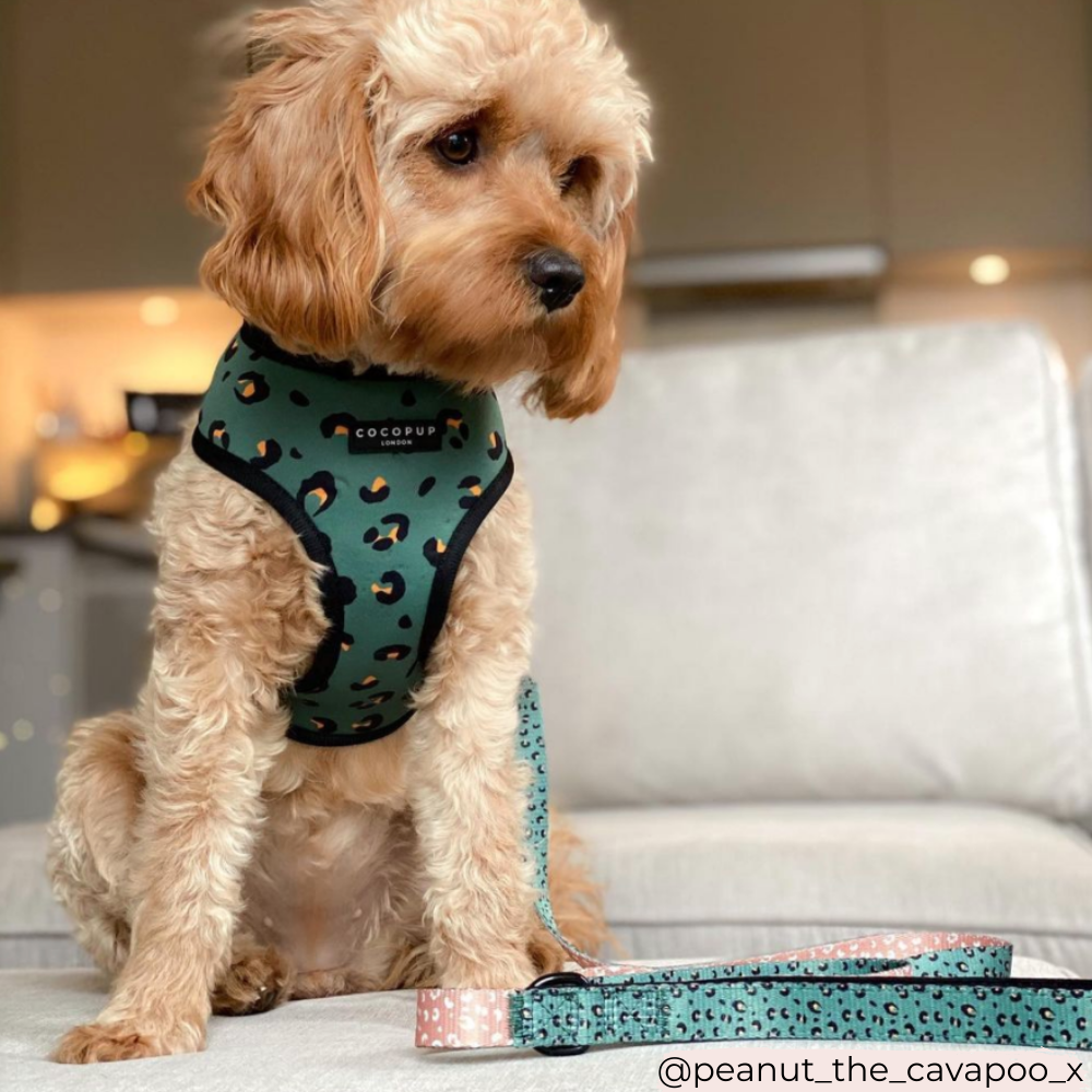 Cocopup Khaki Leopard Lead