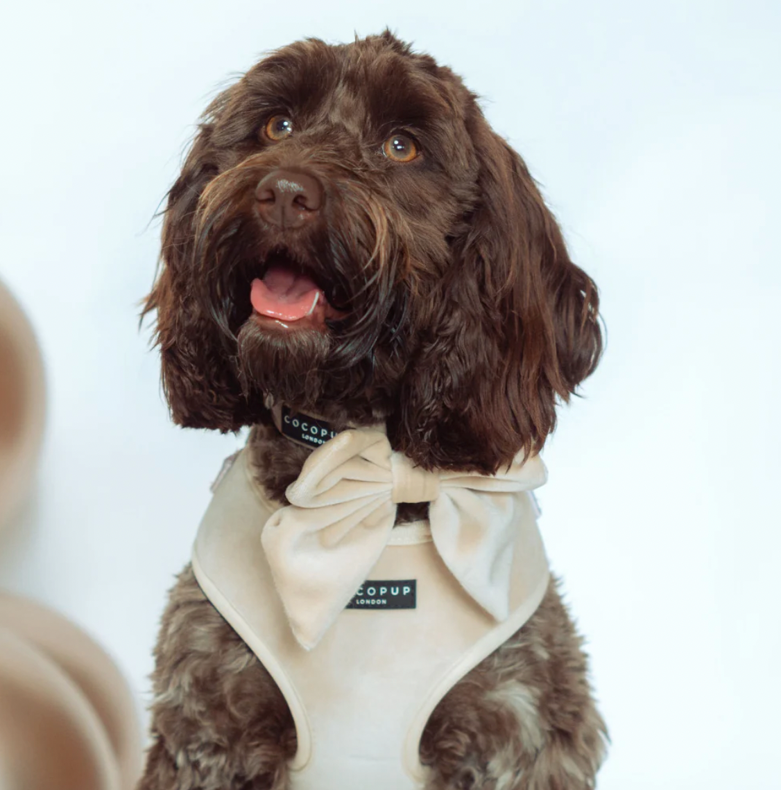 Cocopup LUXE Velvet Sailor Bow Tie - Champagne