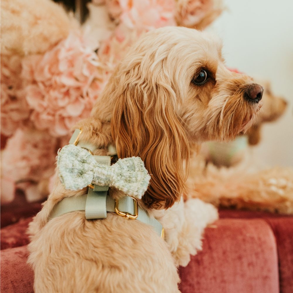 Cocopup Matcha Textured Tweed Bow Tie