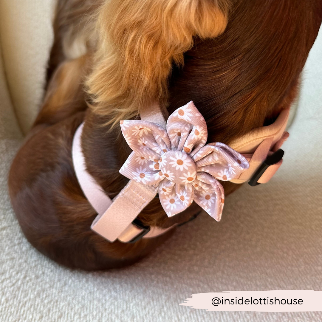 Cocopup Daisy Chain Collar Flower