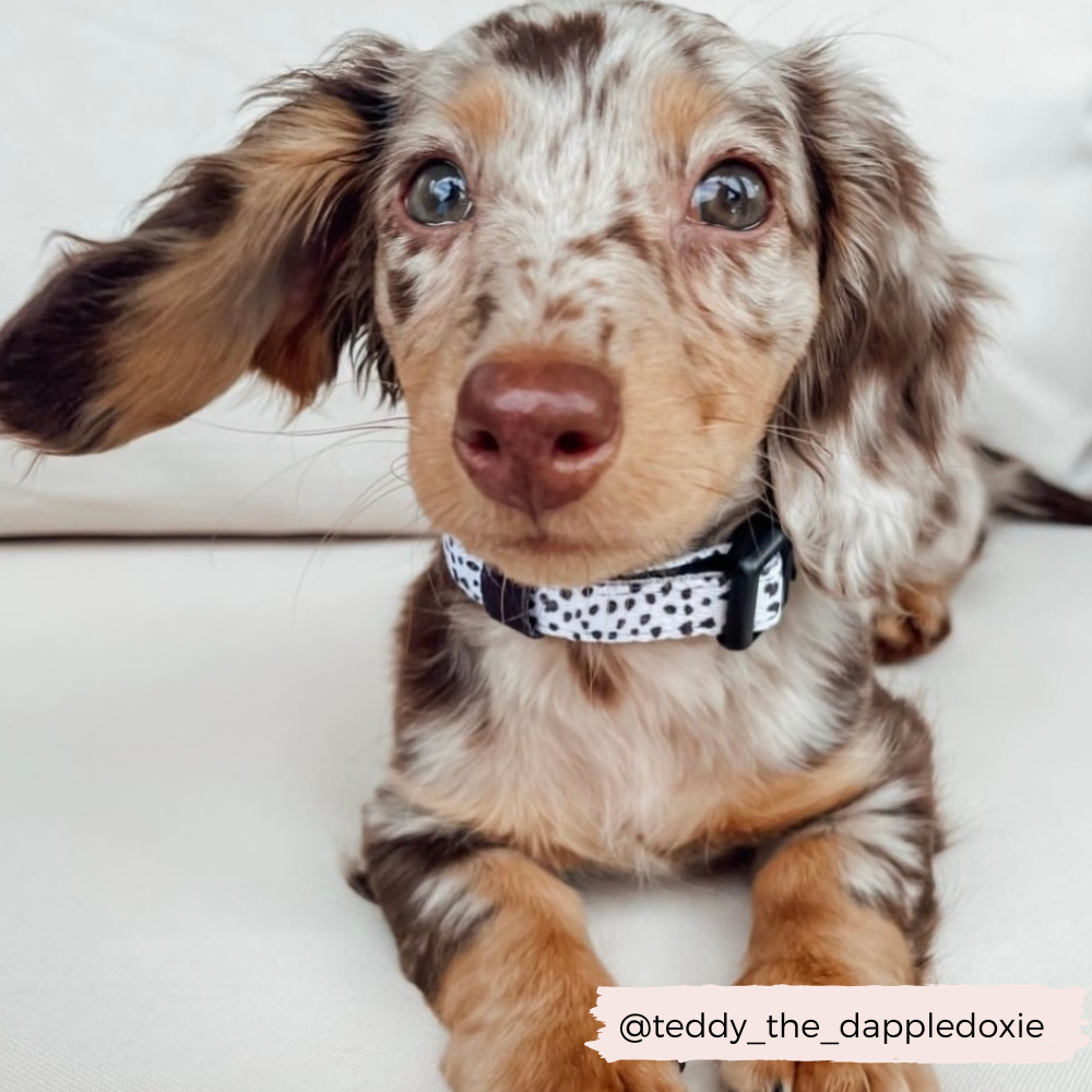 Cocopup Monochrome Spots Collar: Large