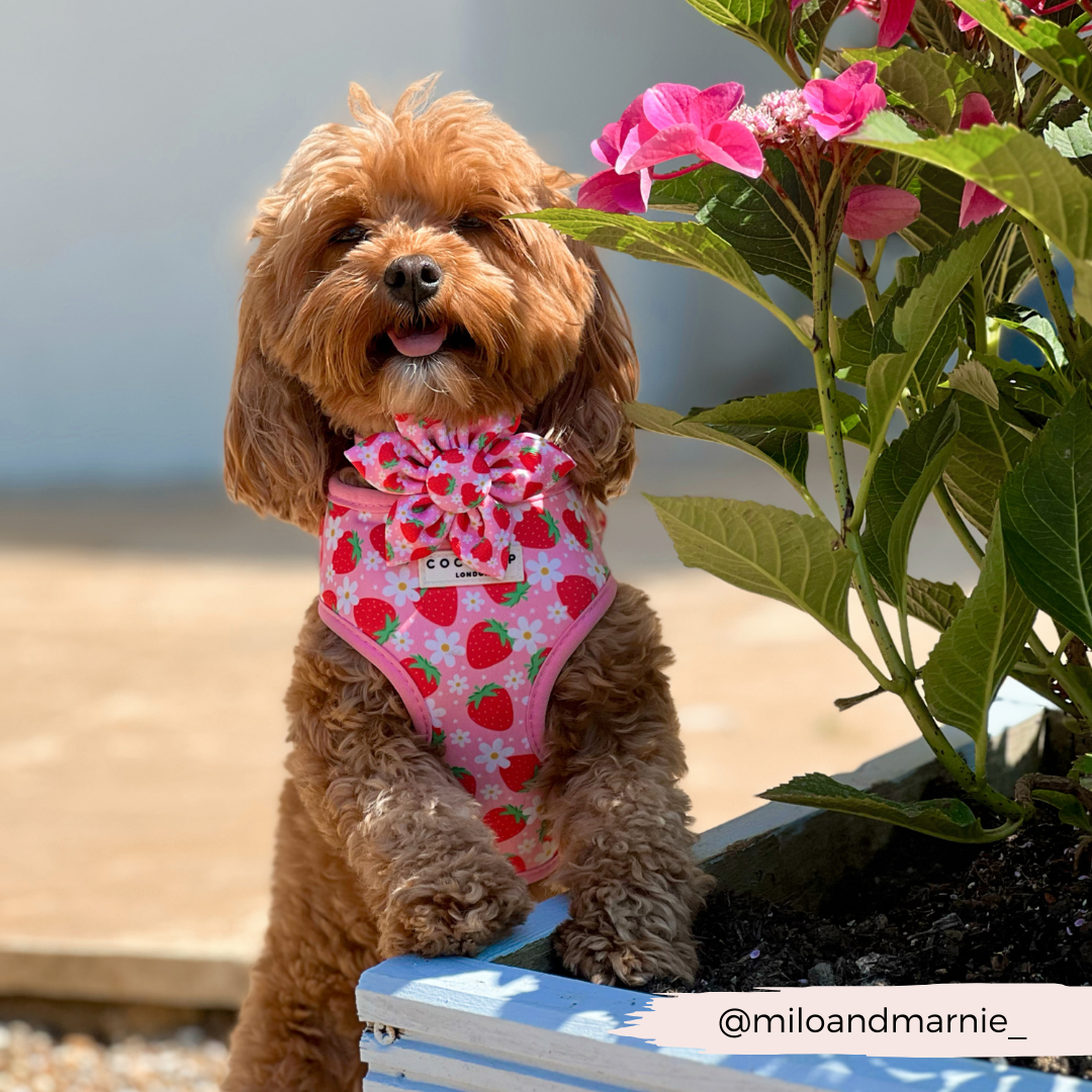 Cocopup Pupberry Fields Collar Flower